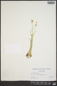 Juncus filipendulus image