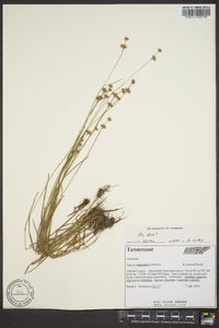 Juncus filipendulus image