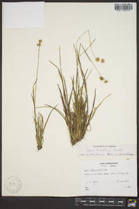 Juncus filipendulus image