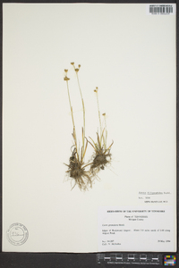 Juncus filipendulus image