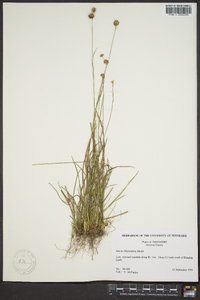 Juncus filipendulus image