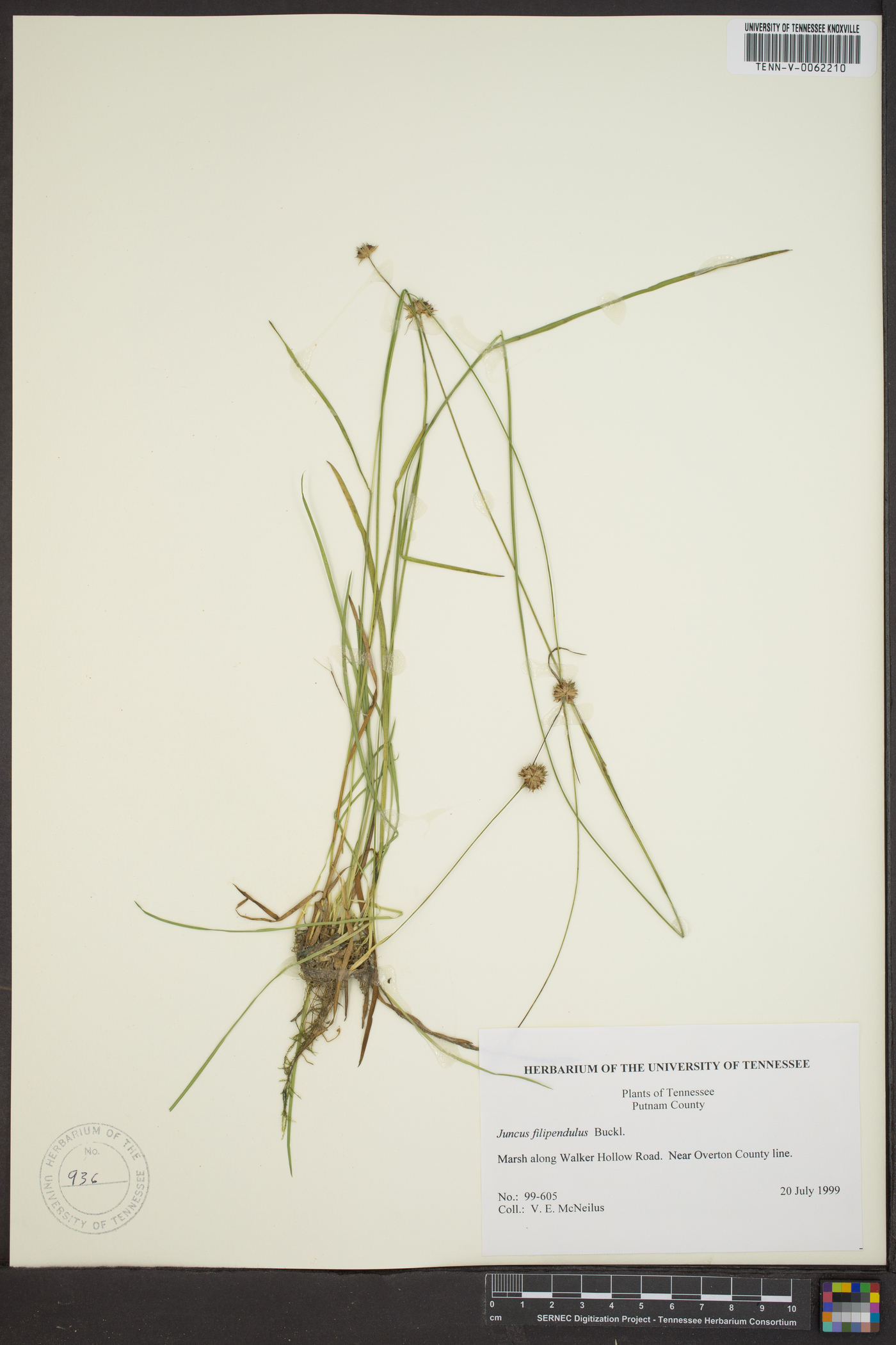 Juncus filipendulus image