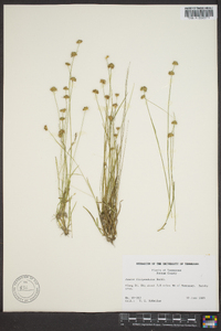 Juncus filipendulus image