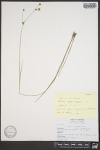 Juncus filipendulus image