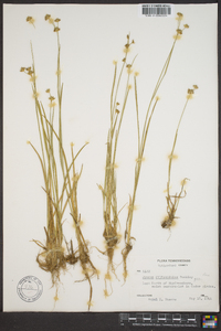 Juncus filipendulus image