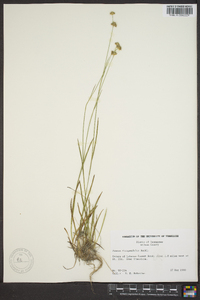 Juncus filipendulus image