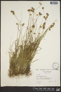 Juncus filipendulus image