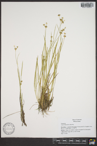 Juncus filipendulus image