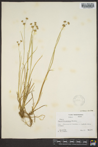 Juncus filipendulus image