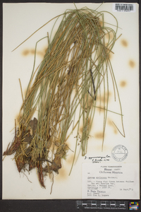 Juncus gymnocarpus image