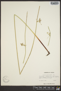 Juncus gymnocarpus image