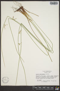 Juncus gymnocarpus image