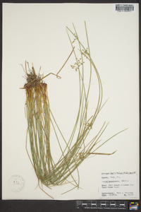 Juncus gymnocarpus image