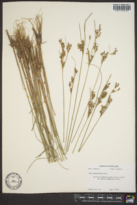 Juncus interior image