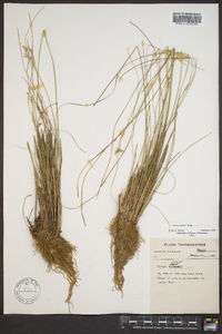 Juncus interior image