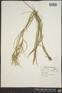 Juncus nodatus image