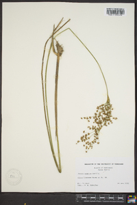 Juncus nodatus image