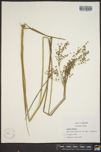 Juncus nodatus image