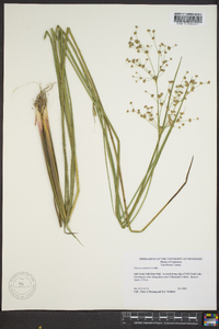 Juncus nodatus image