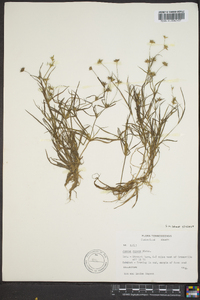 Juncus repens image