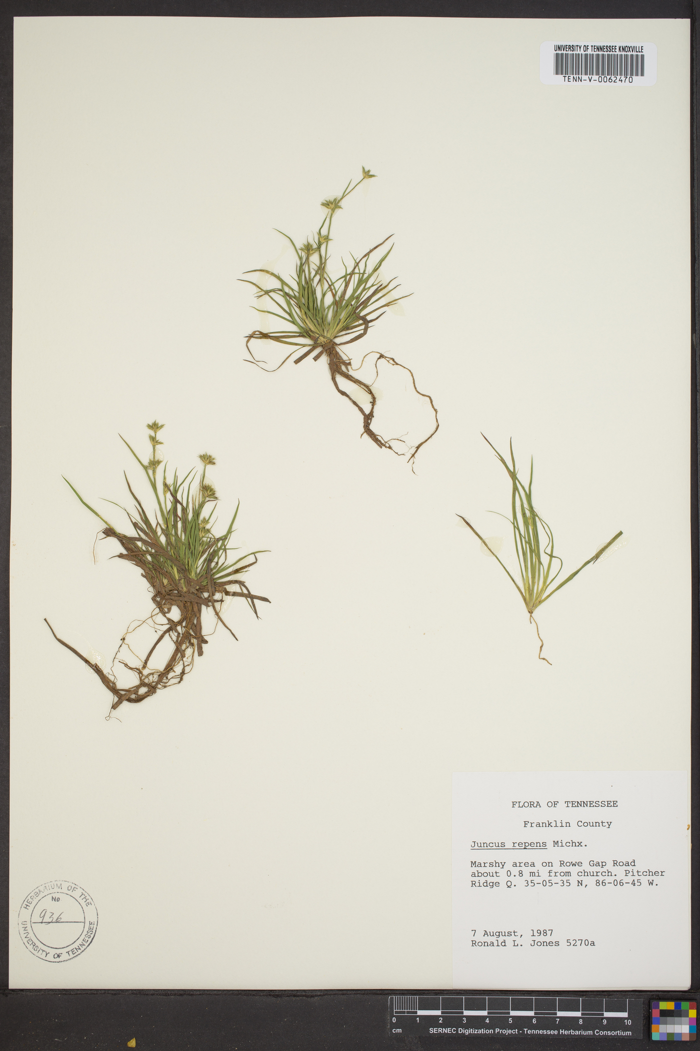 Juncus repens image