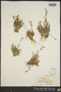 Juncus repens image