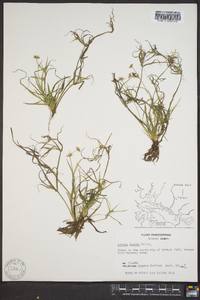 Juncus repens image