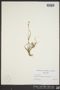 Juncus repens image