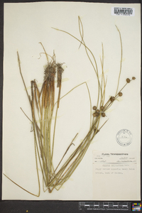 Juncus scirpoides image