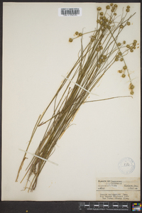 Juncus scirpoides image