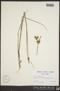 Juncus scirpoides image