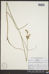 Juncus scirpoides image