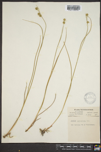 Juncus scirpoides image