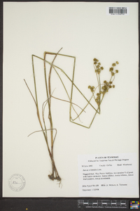 Juncus scirpoides image