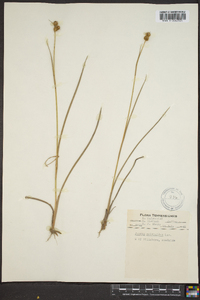 Juncus scirpoides image