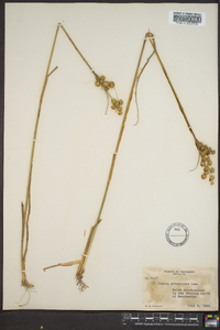 Juncus scirpoides image