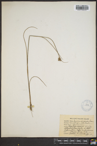 Juncus scirpoides image