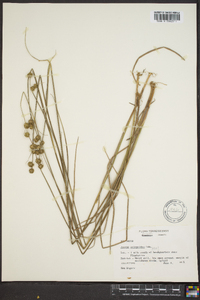 Juncus scirpoides image