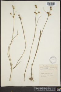 Juncus scirpoides image