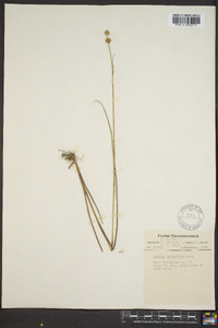 Juncus scirpoides image