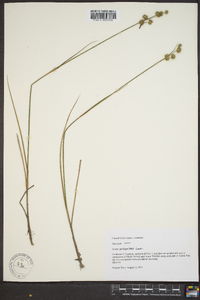 Juncus scirpoides image