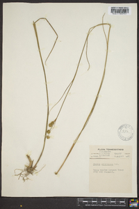 Juncus scirpoides image