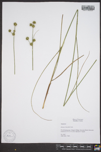 Juncus scirpoides image