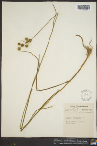 Juncus scirpoides image