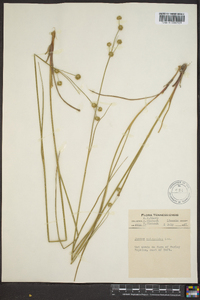 Juncus scirpoides image