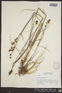 Juncus scirpoides image