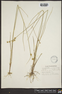 Juncus scirpoides image