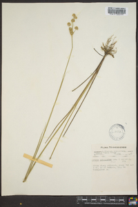 Juncus scirpoides image