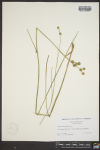 Juncus scirpoides image