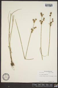 Juncus scirpoides image